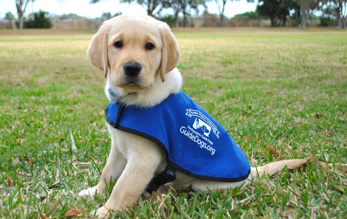 Southeastern Guide Dogs New and Unique Sculpture Campaign