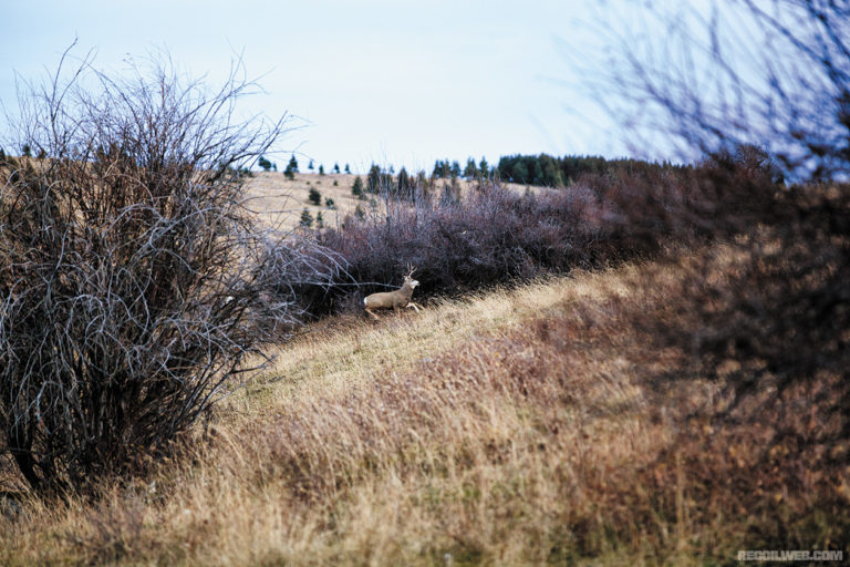 Deer Hunting In Montana | RECOIL