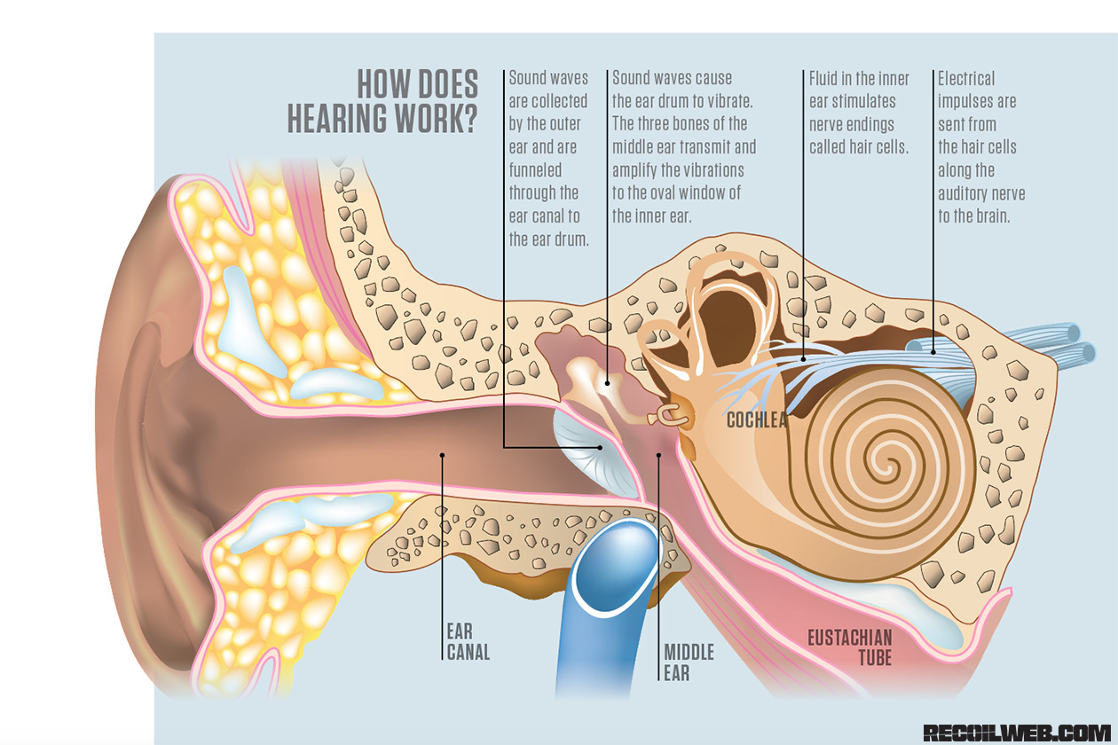 Ухо мозг. Understanding Sound for Ear. Sound Waves and Human Ear. Hearing Physiology.