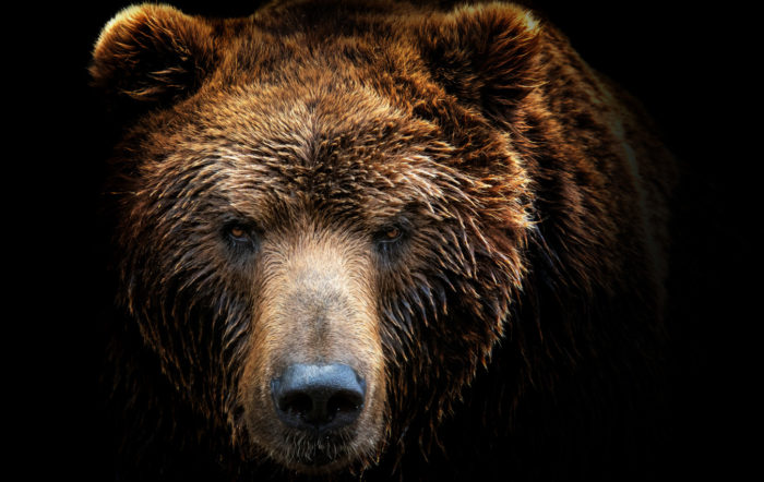 Surviving Bear Attacks: Life-Or-Death Decisions